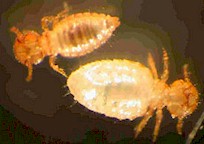 Sheep lice. Picture taken from Wikipedia Commons