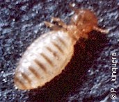 Adult Bovicola ovis (= Damalinia ovis), the sheep body louse