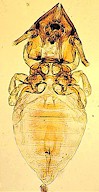 Adult Felicola subrostratus, the cat louse. Picture from M. Campos Pereira