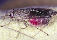 Tsetse fly after a blood meal. Image from David Modrý taken from www.biolib.cz