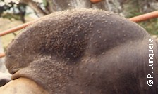 Moscas de los cuernos (Haematobia irritans) sobre un bovino: infestación masiva