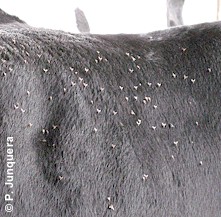 Horn flies on cattle. Note their typical position looking downwards