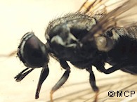 Adult horn fly (Haematobia irritans), chead and thorax. Note the protruding mouthparts. Picture of M. Campos Pereira.