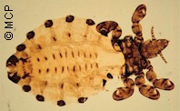 Haematopinus quadripertusus, the tail switch louse, a blood-sucking louse of cattle. Picture from M. Campos Pereira  