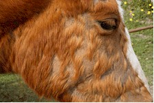 Caballo infestado de piojos. Imagen tomada de www.pferde-tierarzt.de