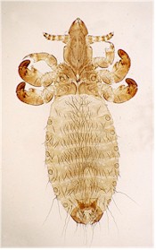 Linognathus vituli, the long-nosed sucking louse, adult. Picture from wikipedia commons.