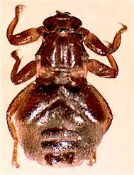 Melophagus ovinus, adulto. Imagen de Alan R Walker en Wikipedia Commons