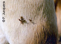 Stable flies (Stomoxys calcitrans) feeding in the leg of a cow.
