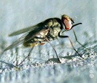 Adult stable fly (Stomoxys calcitrans) resting on a wall. Lateral view.