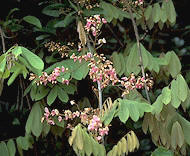 Derris elliptica: its roots contain rotenone. Picture taken from  www.chuogakuin-h.ed.jp/bio/mame.htm