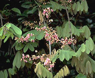 Derris elliptica, de cuyas raíces se extrae la rotenona. Fotografía tomada de www.chuogakuin-h.ed.jp/bio/mame.htm