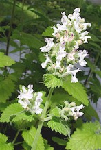 Nepeta cataria. Imagen tomada de www.xn--kruterey-1za.com