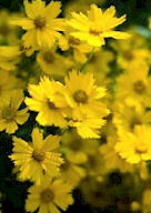 Flores de Pyrethrum spp. de las que se extraen las piretrinas