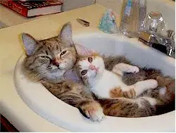 Baño de un gato. Imagen tomada de wwwheberharvey.blogspot.com