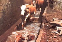 Cattle jumping into a plunge dip.