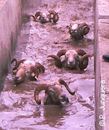 Ovinos durante el baño de inmersión