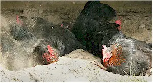 Dust bathing chicken. Picture from Wikipedia Commons.