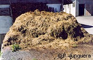 Manure heap: a breeding paradise for houseflies.