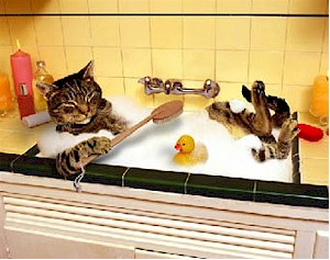 Cat bathing. Picture from www.ornauer.at