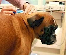 Administering a spot-on to a dog. Picture from www.bockonline.ch