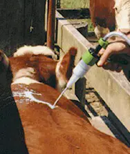 Applying a pour-on on cattle. Picture from www.agri-pro.com