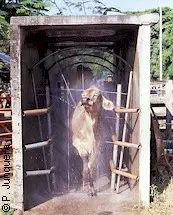 Cattle leaving a spray race.
