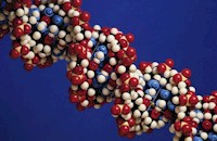 Estructura molecular del ADN, el portador de la información genética en las células