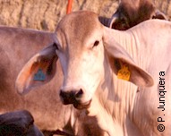 Cebu cattle are naturally resistant to ticks and tick-borne diseases