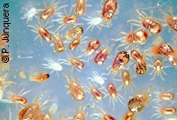 Dermanyssus gallinae (ácaro rojo): el más grave problema de resistencia entre los ectoparásitos aviares