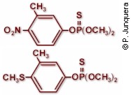 Estructura molecular del fentión (abajo) y del fenitrotrión, dos organofosforados de fórmula muy similar con resistencia cruzada