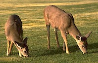 Wild animals in livestock properties are often refugia where parasites are not selected for resistance