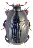 Escarabajo Carcinops pumilio, un predador natural de larvas de moscas. Fotografía tomada de www.zin.ru