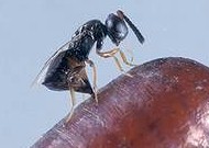 Spalangia spp depositando un huevo en la pupa de una víctima. Imagen tomada de www.controlbiologico.cl