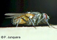 Musca domestica, the housfly, probably the "worldchampion" in developing resistance to insecticides.