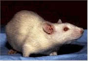 La mayoría de los estudios de toxicidad se llevan a cabo en ratas y ratones. Fotografía tomada de Wikipedia.commons