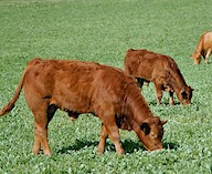 Un ejemplo de uso estratégico es proteger al ganado joven ante su primera temporada de pastoreo. Imagen tomada de www.lim-zucht-burren.ch.