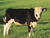 El ganado joven está especialmente expuesto a sufrir daños por Oesophagostomum radiatum.