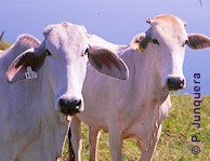 Cebu cattle in Brazil