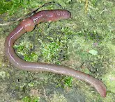 Las lombrices terrestres actúan de hospedadores intermediarios de Metastrongylus. Fotografía tomada de Wikipedia Commons