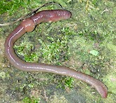 Common earthworm, intermediate hosts of Amoebotaenia cuneata. Picture from Wikipedia Commons