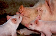 Suifilaria suis afecta exclusivamente a porcinos