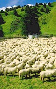 El ganado ovino es el más afectado por la resistencia