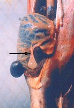 Thin-necked Cysticercus tenuicollis cyst attached to the serosa. © J. Kaufmann / Birkhäuser Verlag