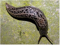 Ejemplar de Limax maximus. Imagen tomada de wikipedia.commons