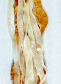 Ejemplar de Moniezia benedeni en el intestino delgado de un ternero. © J. Kaufmann / Birkhäuser Verlag