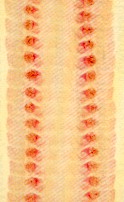 Immature segments (proglottids) of Stilesia globipunctata. © J. Kaufmann / Birkhäuser Verlag