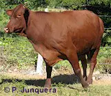 El ganado sano y bien alimentado resiste mejor a las infecciones.