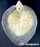 Fasciola hepatica, liver fluke, adult (preserved). Ventral view showing both typical suckers. Both suckers are visible 