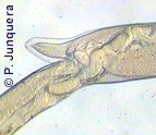 Apertura genital de una hembra de nematodo (Haemonchus contortus)