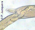 Female genital opening of Haemonchus contortus